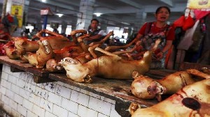 Pemkot Yogyakarta Akan Keluarkan Aturan Larangan Konsumsi Daging Anjing